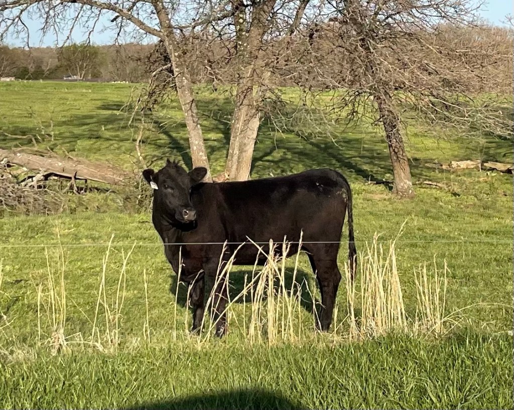 Farm Journal. Year 6, Day&nbsp;319