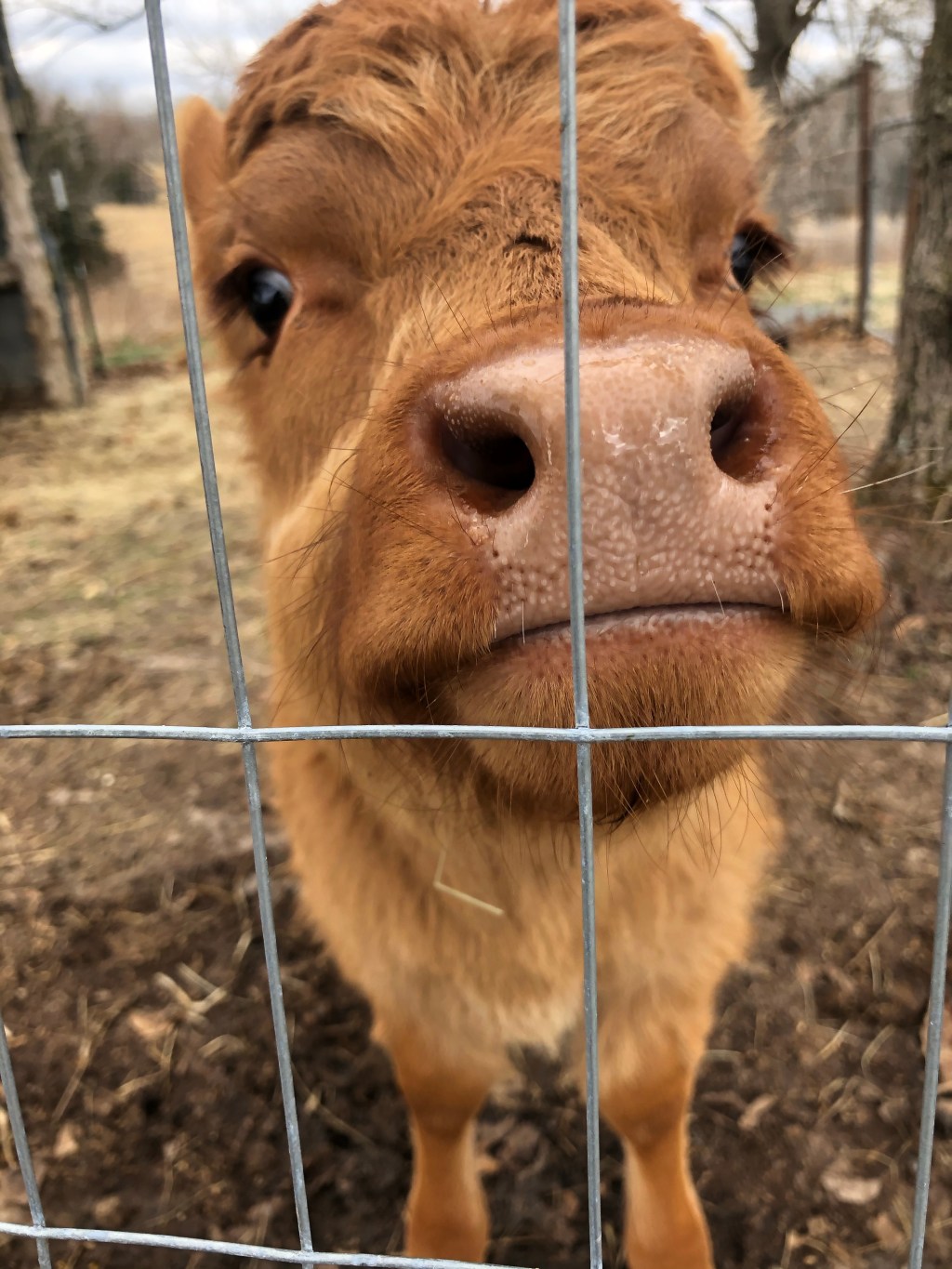 Farm Journal, Day&nbsp;1826