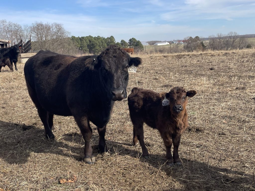 Farm Journal, Day&nbsp;1704