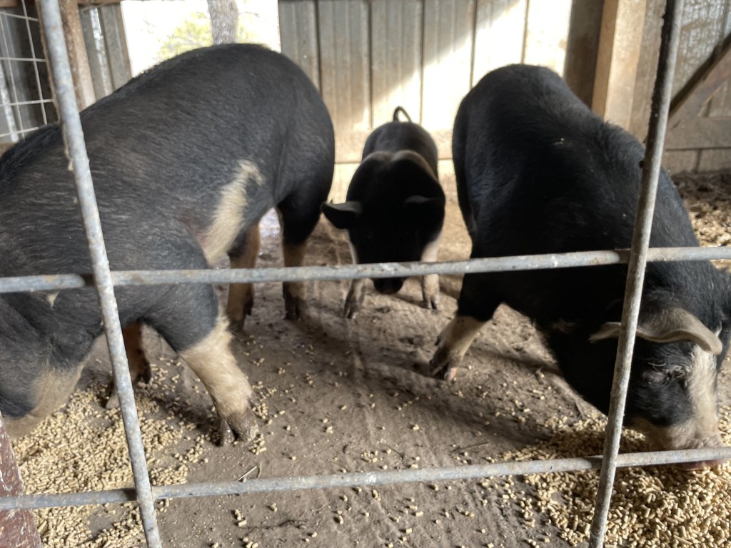 Farm Journal, Day&nbsp;1676