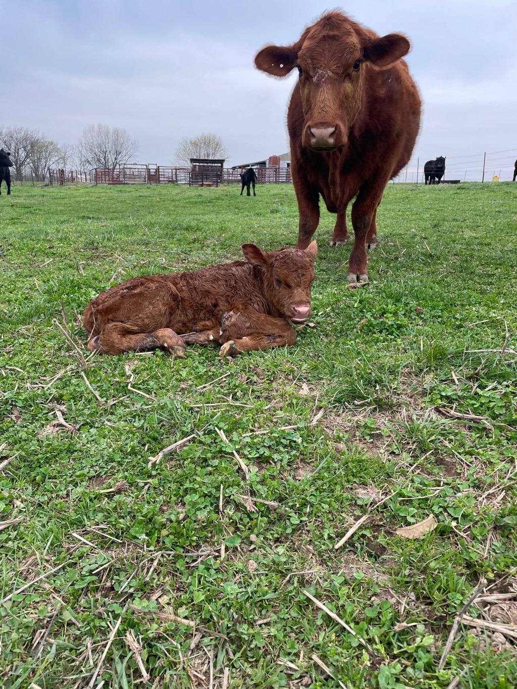 Farm Journal, Day&nbsp;1668