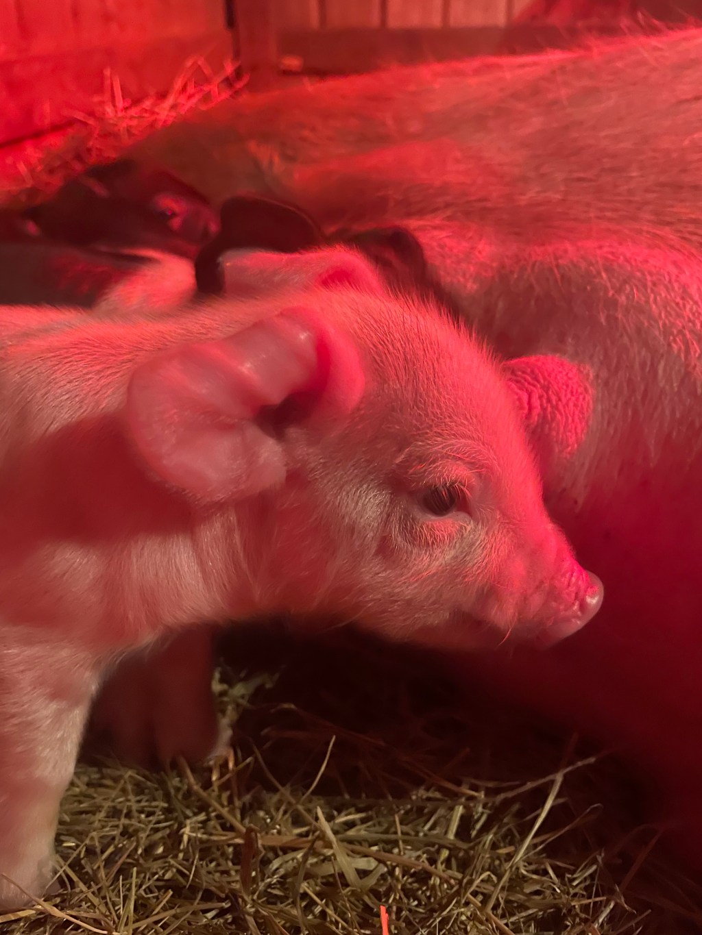 Farm Journal. Year 6, Day&nbsp;322