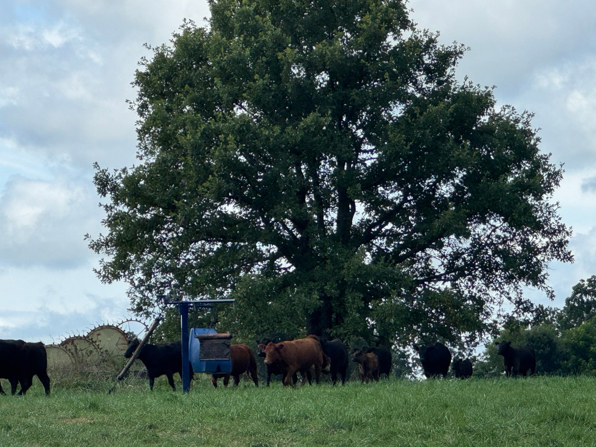 Farm Journal. Year 6, Day&nbsp;308