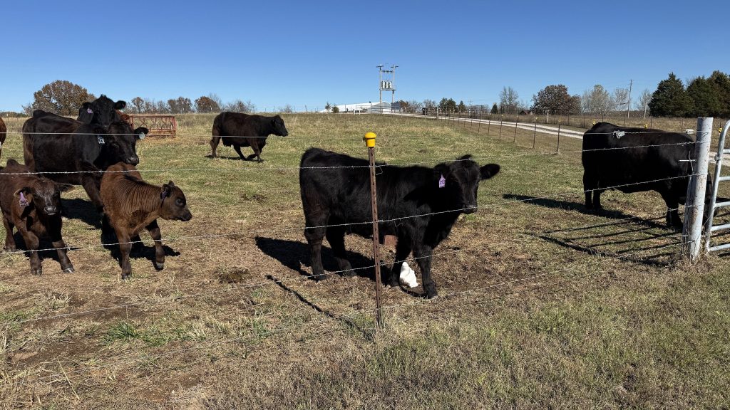 Farm Journal. Year 6, Day&nbsp;334