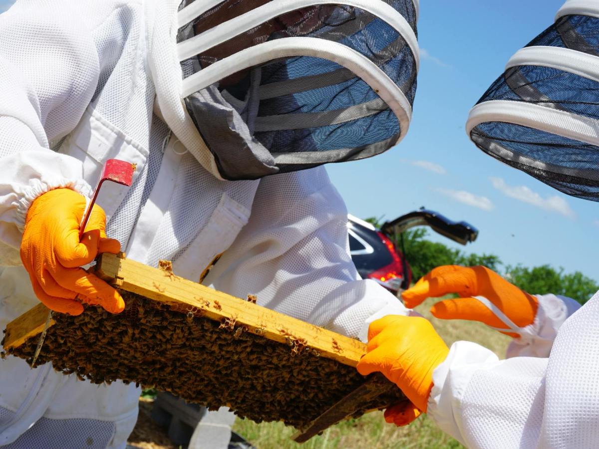 Farm Journal, Year 7, Day&nbsp;94