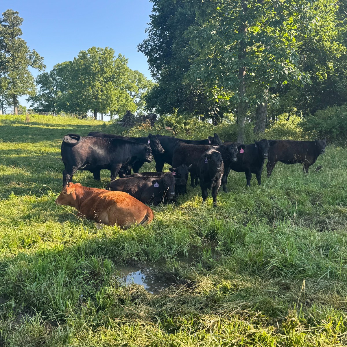 Farm Journal, Year 7, Day&nbsp;172