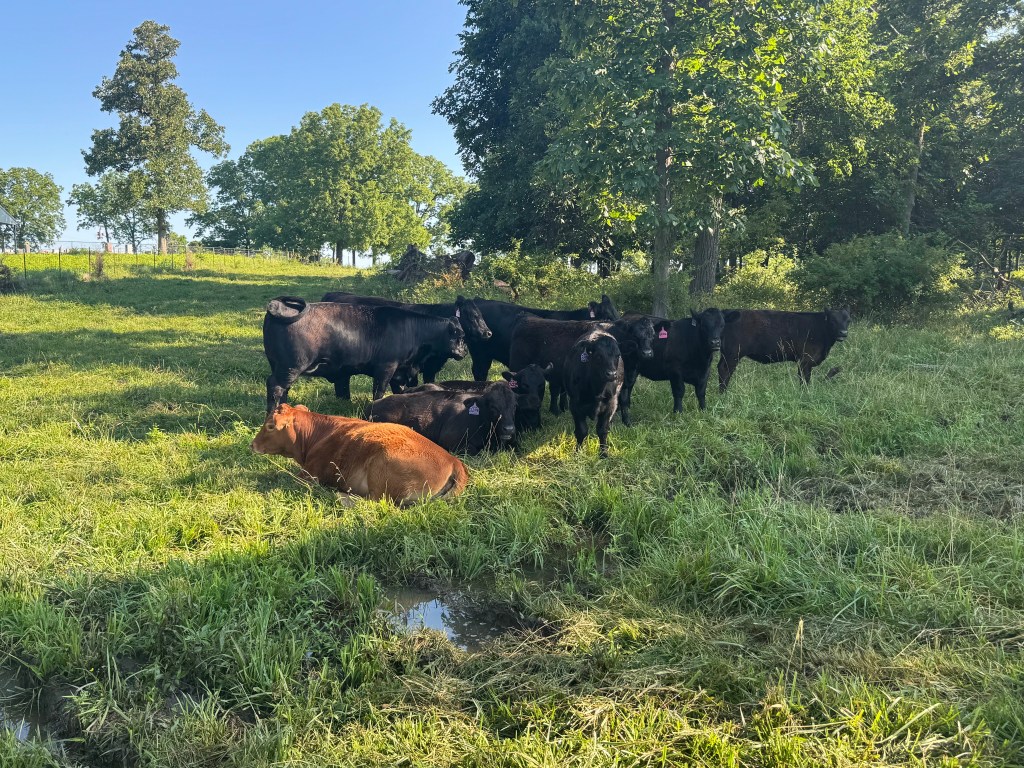 Farm Journal, Year 7, Day 172