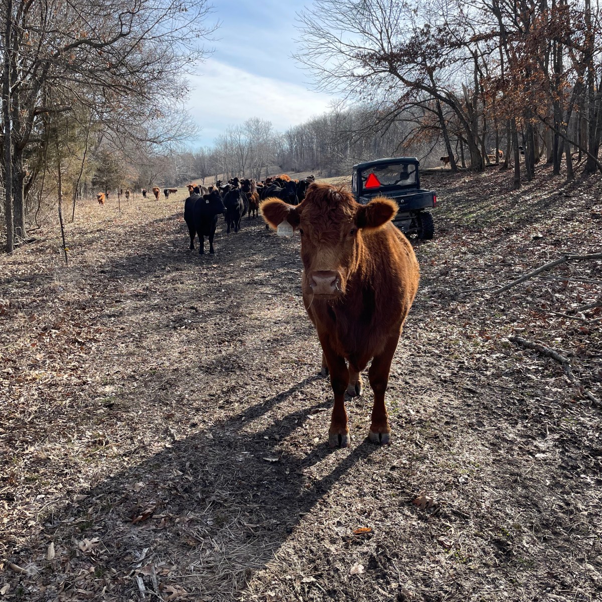 Farm Journal, Year 7, Day&nbsp;234