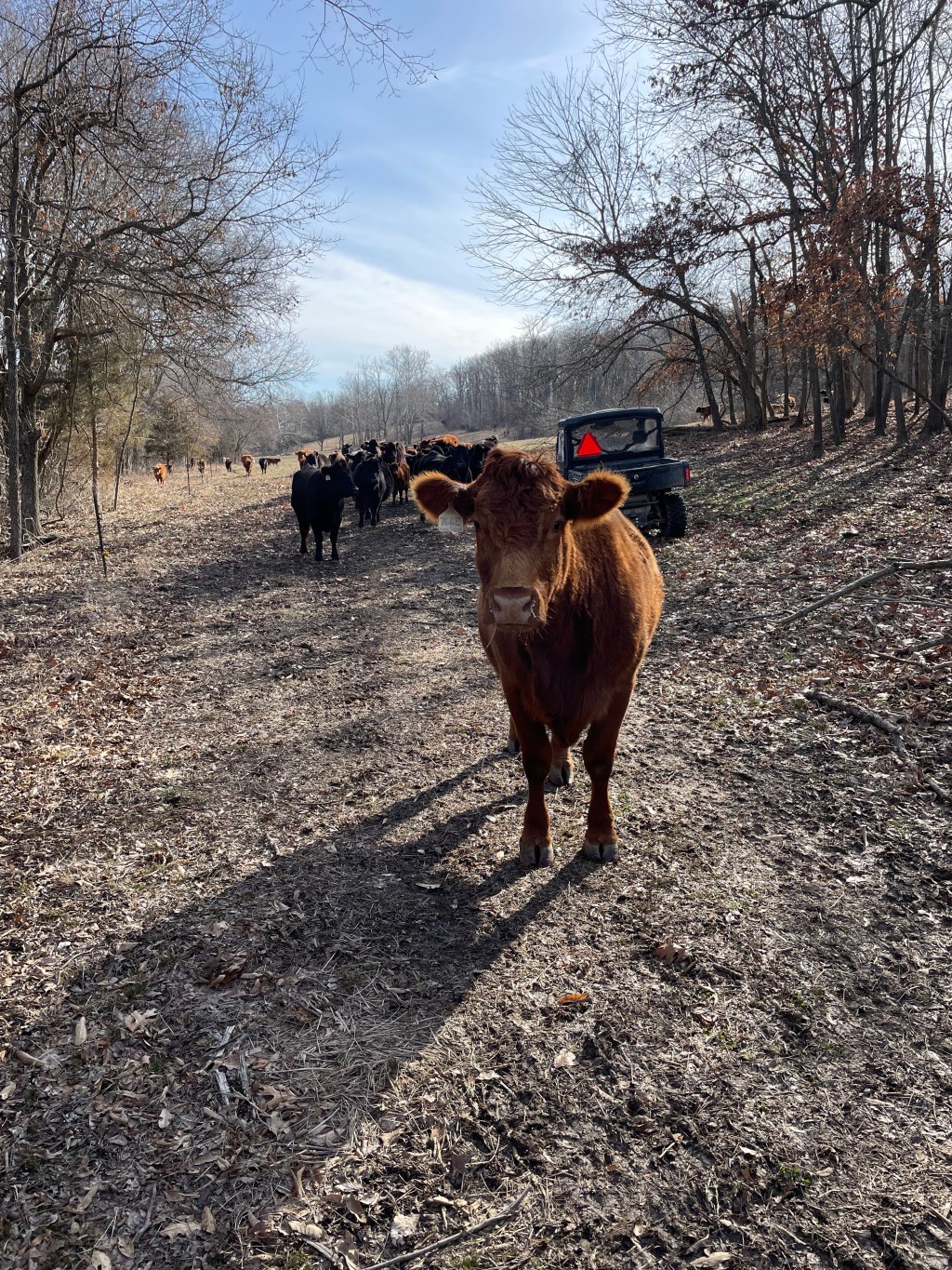 Farm Journal, Year 7, Day&nbsp;234